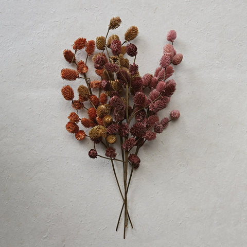 Dried Natural Thistle Pick